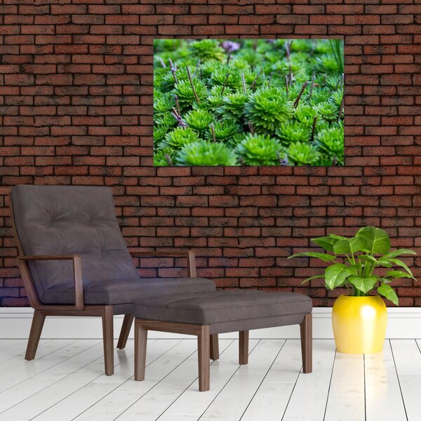 Slika sukulenata (90x60 cm)
