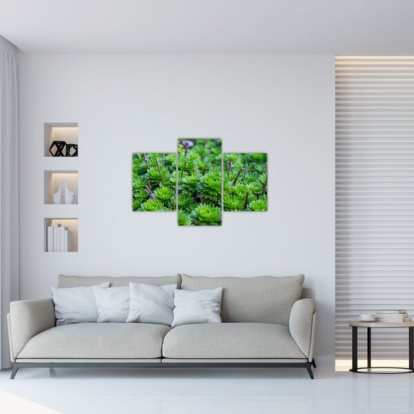 Slika sukulenata (90x60 cm)