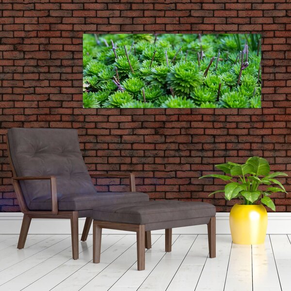 Slika sukulenata (120x50 cm)