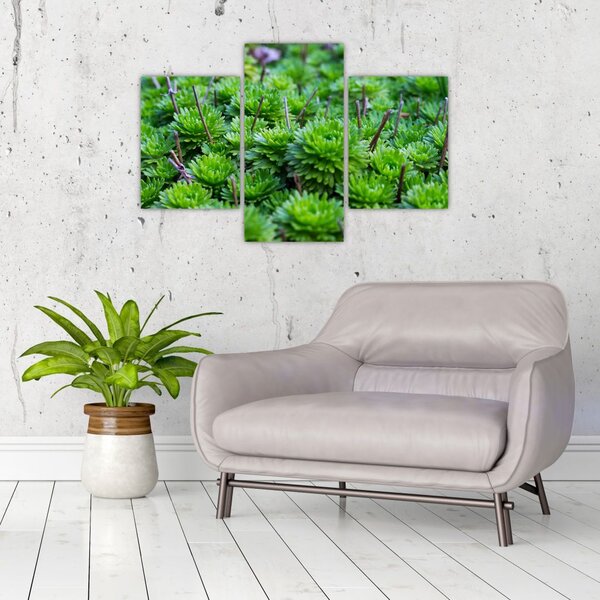 Slika sukulenata (90x60 cm)