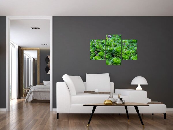Slika sukulenata (90x60 cm)