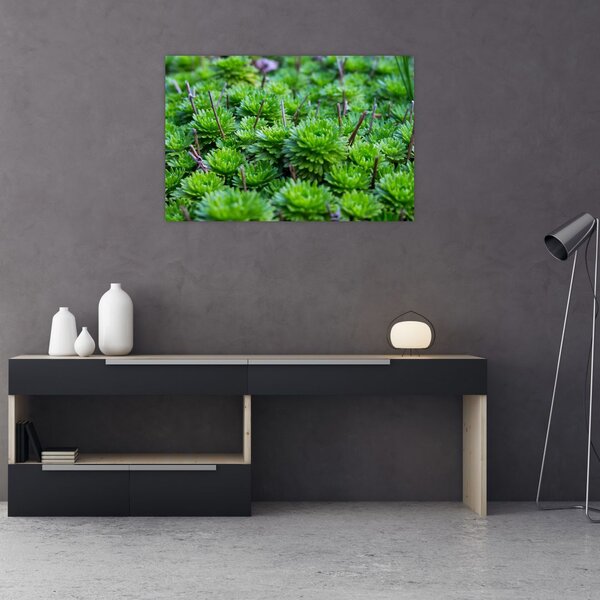 Slika sukulenata (90x60 cm)