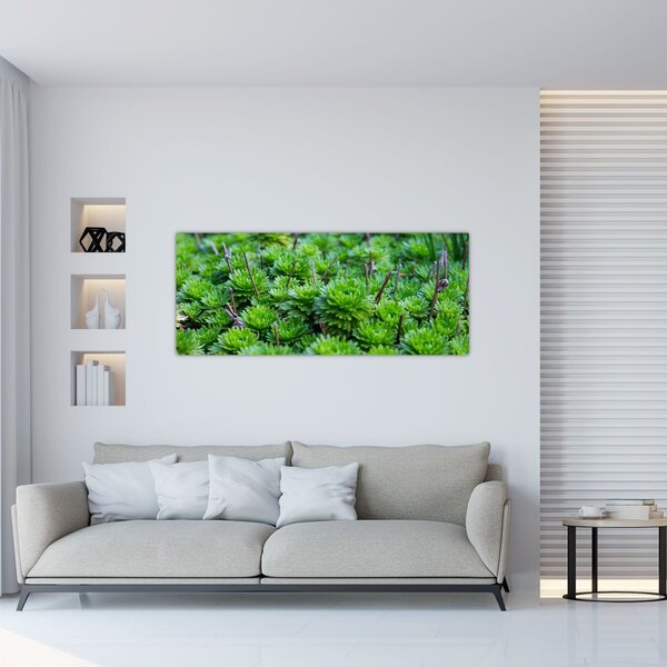 Slika sukulenata (120x50 cm)