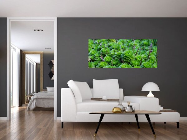 Slika sukulenata (120x50 cm)