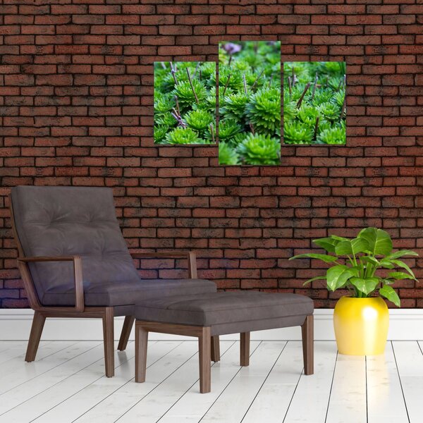 Slika sukulenata (90x60 cm)