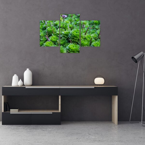 Slika sukulenata (90x60 cm)