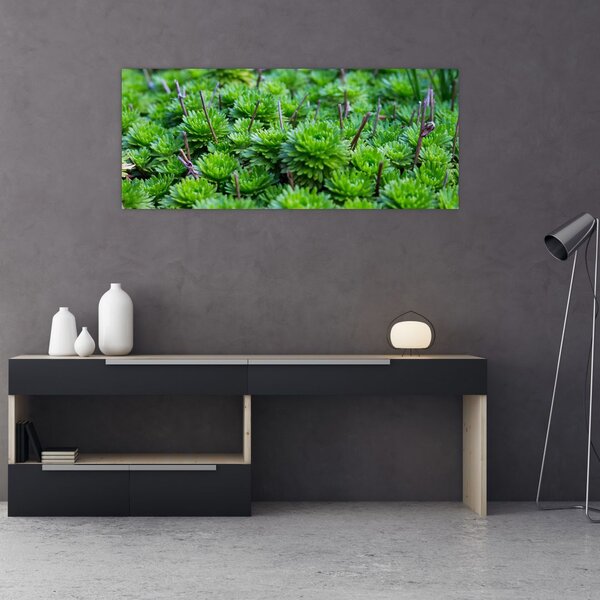 Slika sukulenata (120x50 cm)