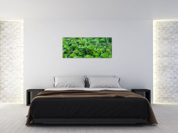Slika sukulenata (120x50 cm)