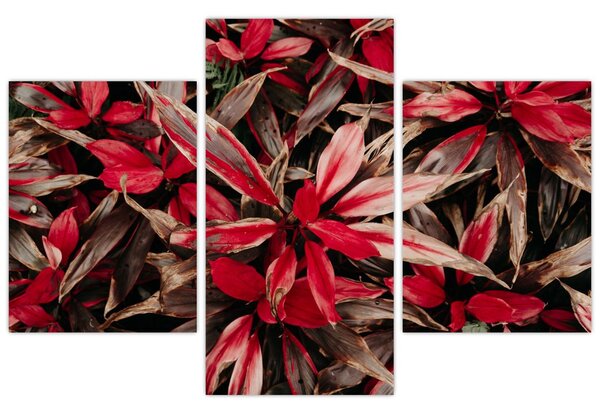 Slika crvenih latica (90x60 cm)