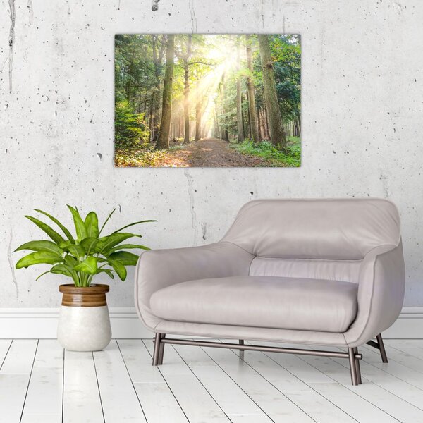Slika staze u šumi (70x50 cm)