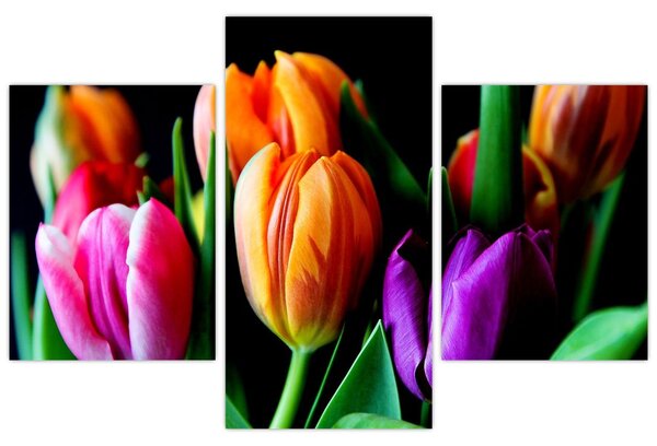 Slika tulipana na crnoj pozadini (90x60 cm)
