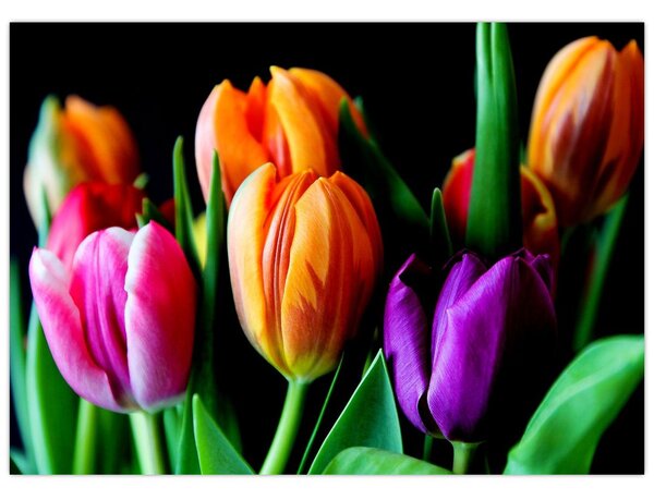 Slika tulipana na crnoj pozadini (70x50 cm)