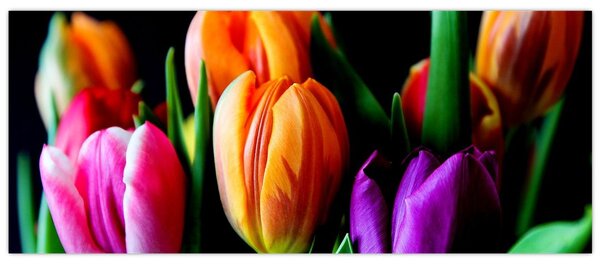 Slika tulipana na crnoj pozadini (120x50 cm)