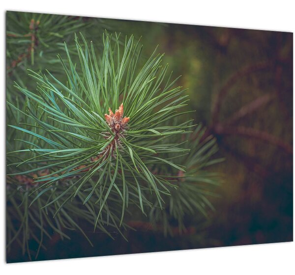 Slika - Detalj stabla bora (70x50 cm)