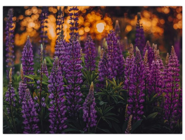 Slika cvjetova lupine (70x50 cm)