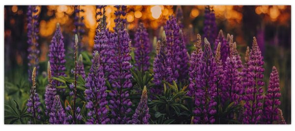 Slika cvjetova lupine (120x50 cm)