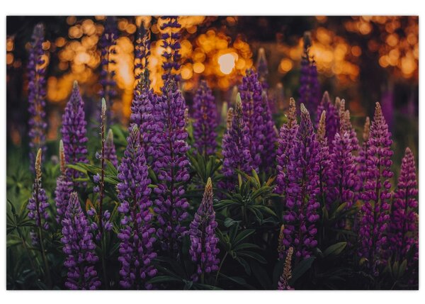 Slika cvjetova lupine (90x60 cm)