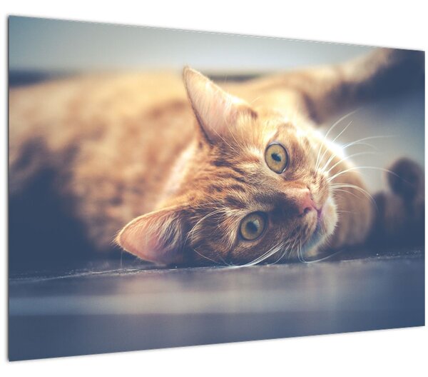 Slika mačke na podu (90x60 cm)