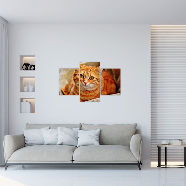 Slika mačke koja leži (90x60 cm)