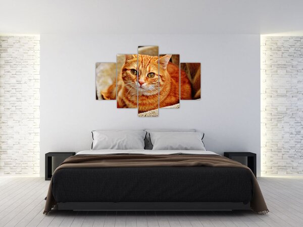 Slika mačke koja leži (150x105 cm)