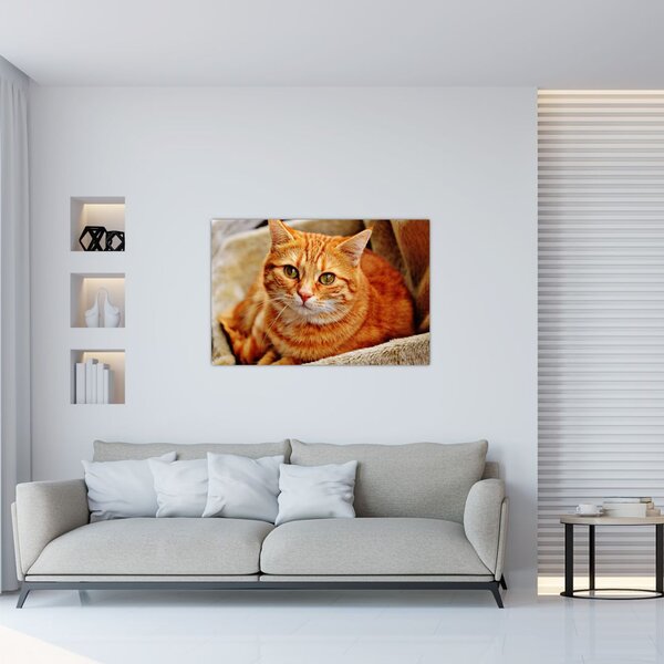 Slika mačke koja leži (90x60 cm)