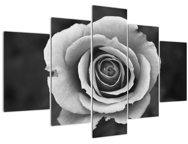 Slika ruže (150x105 cm)
