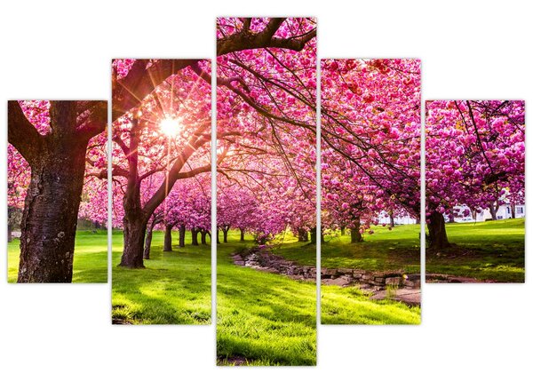 Slika procvjetalih trešanja, Hurd Park, Dover, New Jersey (150x105 cm)