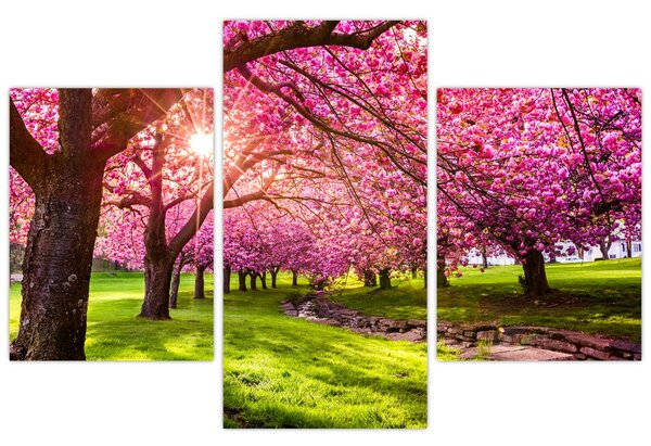 Slika procvjetalih trešanja, Hurd Park, Dover, New Jersey (90x60 cm)
