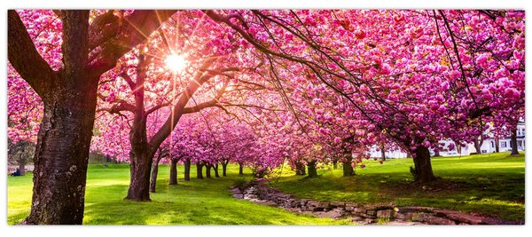 Slika procvjetalih trešanja, Hurd Park, Dover, New Jersey (120x50 cm)