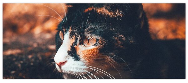 Slika - Pogled mačke (120x50 cm)