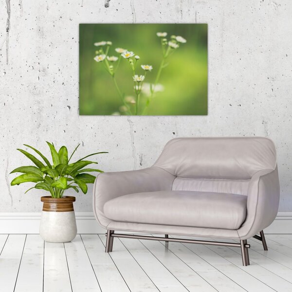 Slika Tratinčice (70x50 cm)