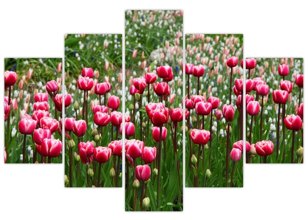 Slika tulipana (150x105 cm)
