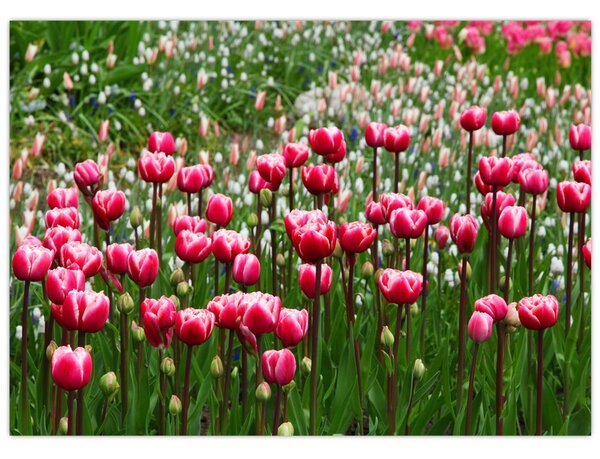 Slika tulipana (70x50 cm)