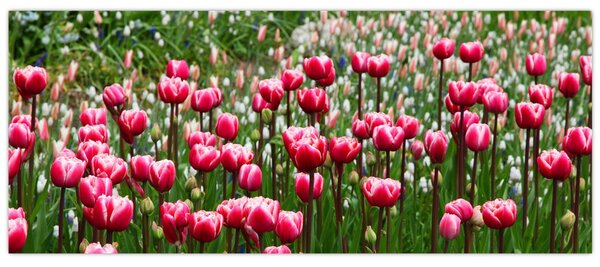 Slika tulipana (120x50 cm)