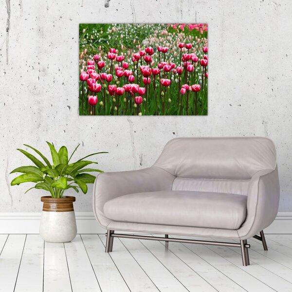 Slika tulipana (70x50 cm)