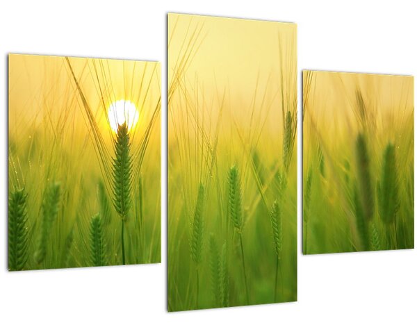 Slika polja sa žitom (90x60 cm)