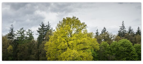 Slika zelenog stabla usred polja (120x50 cm)