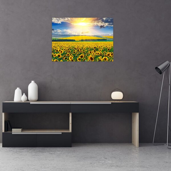 Slika - Polje suncokreta (70x50 cm)