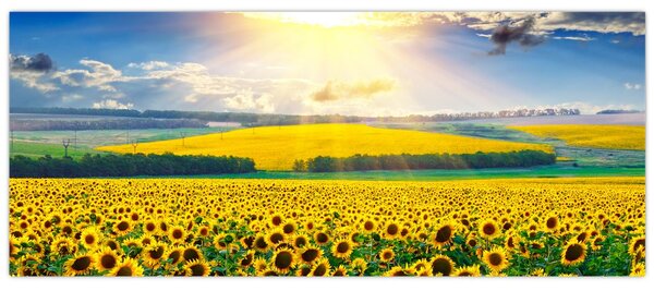 Slika - Polje suncokreta (120x50 cm)