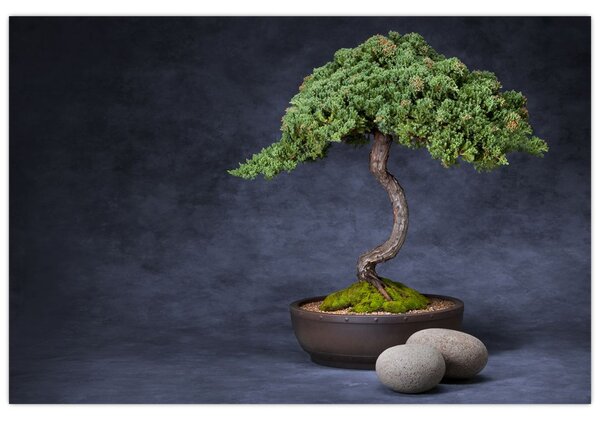 Slika - Bonsai (90x60 cm)