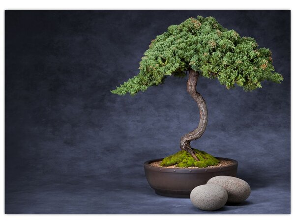 Slika - Bonsai (70x50 cm)