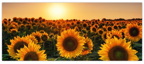 Slika - Suncokret (120x50 cm)