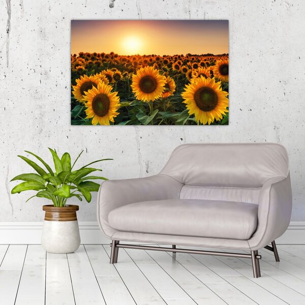 Slika - Suncokret (90x60 cm)