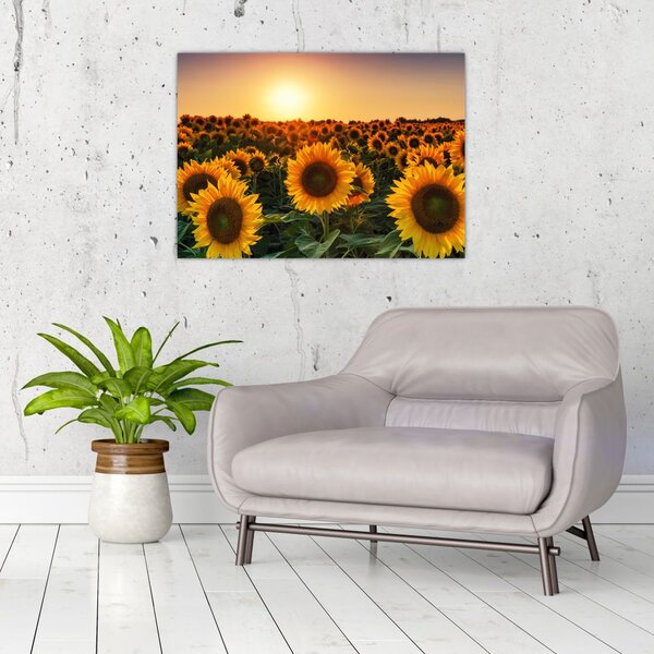 Slika - Suncokret (70x50 cm)