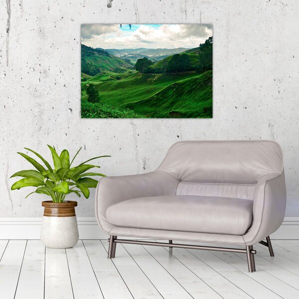 Slika - Plantaže čaja u Maleziji (70x50 cm)