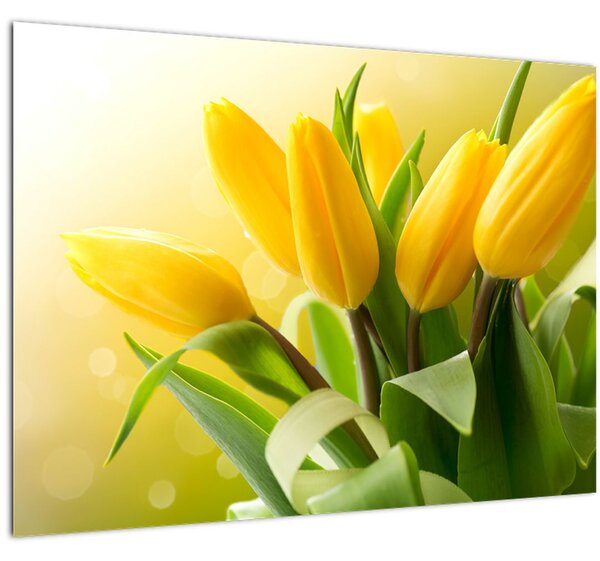 Staklena slika - Žuti tulipani (70x50 cm)
