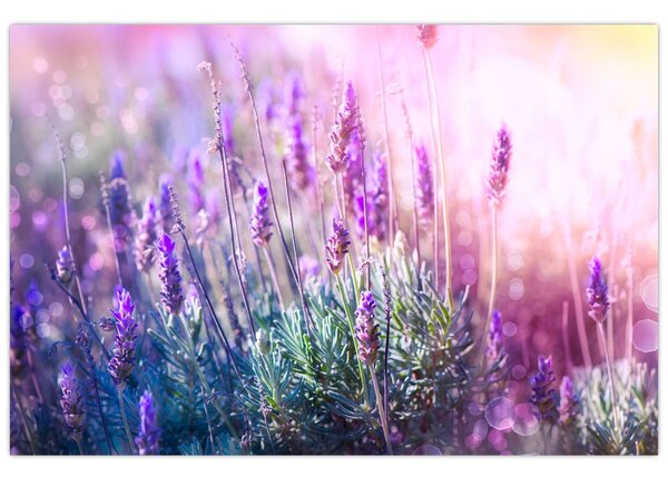Slika - Lavanda u sjaju sunca (90x60 cm)