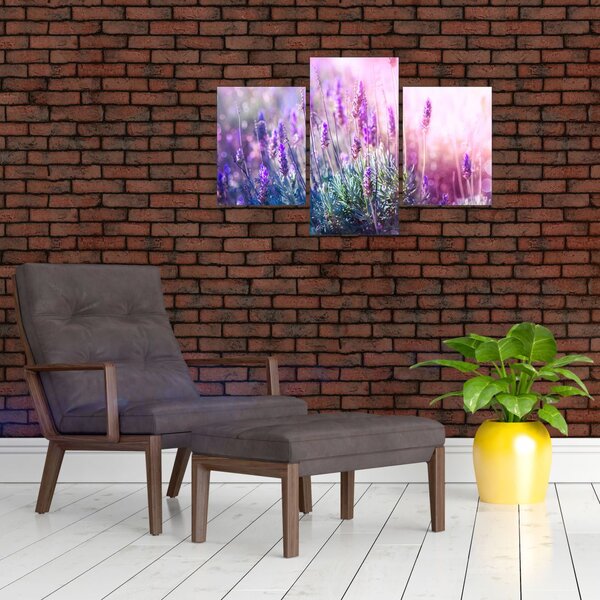 Slika - Lavanda u sjaju sunca (90x60 cm)