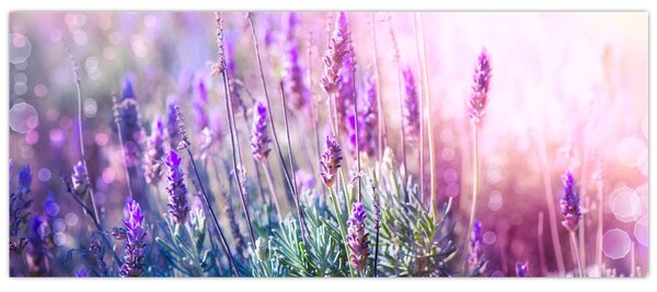 Slika - Lavanda u sjaju sunca (120x50 cm)
