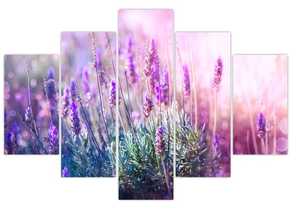 Slika - Lavanda u sjaju sunca (150x105 cm)
